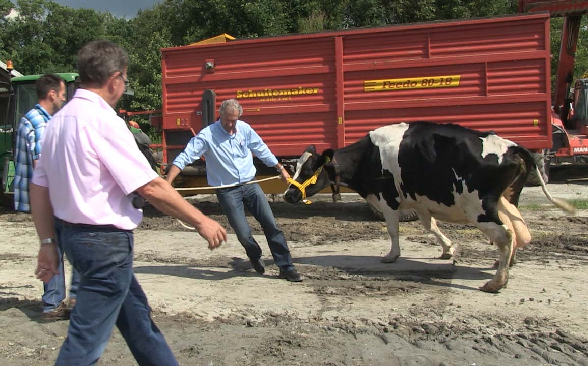 Burgemeester Moeijes van Schermer onder de voet gelopen door koe